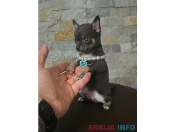 Egzotične mikro čivave 