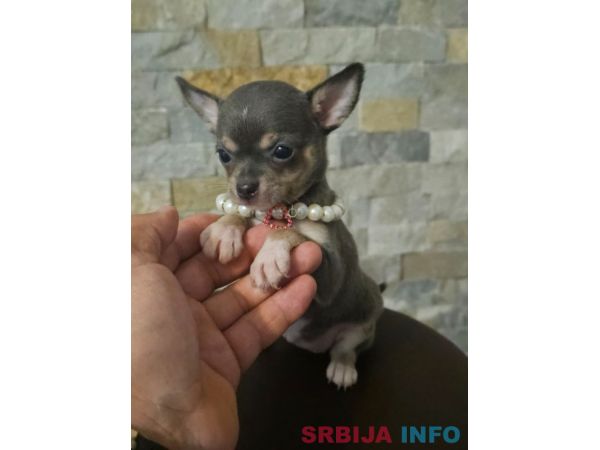 Egzotične mikro čivave 