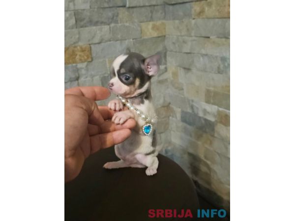 Egzotične mikro čivave 