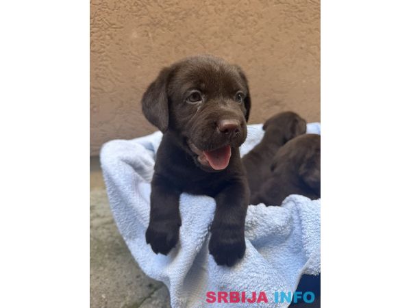 Cokoladni labrador