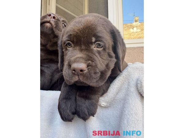 Cokoladni labrador