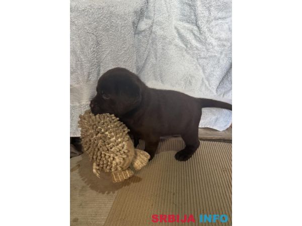 Cokoladni labrador