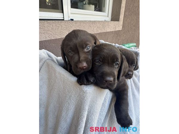 Cokoladni labrador