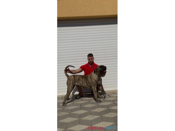 Presa Canario ženka
