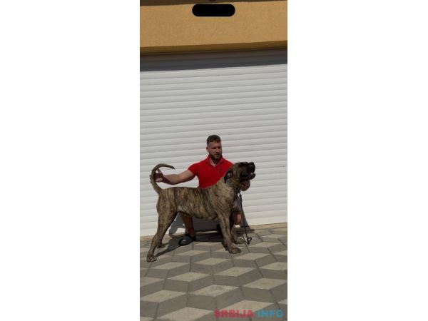 Presa Canario ženka