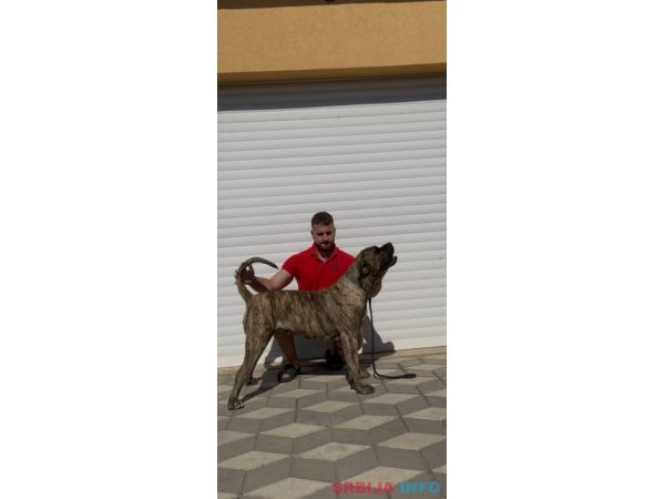 Presa Canario ženka