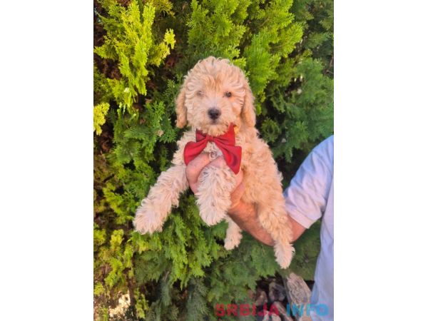 Labradoodle F1b preslatki štenci