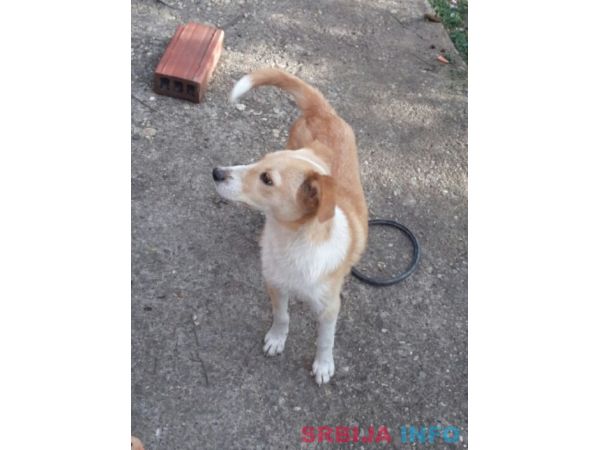 Na poklon labradori!