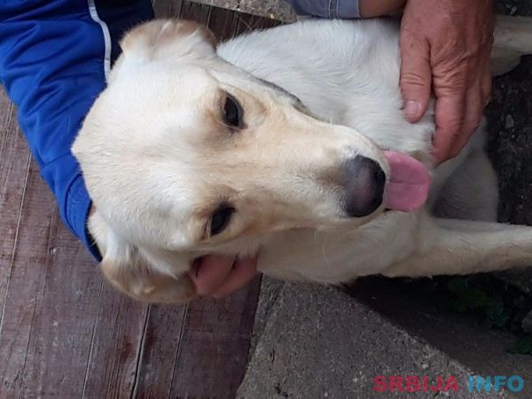 Na poklon labradori!