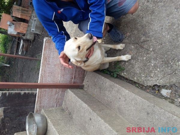Na poklon labradori!