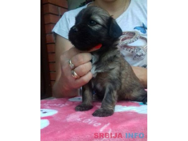 TIBETSKI TERIJER stenci odlicnog inostra