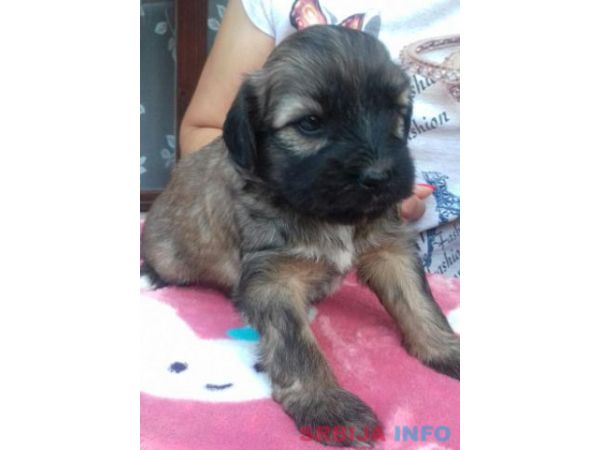 TIBETSKI TERIJER stenci odlicnog inostra