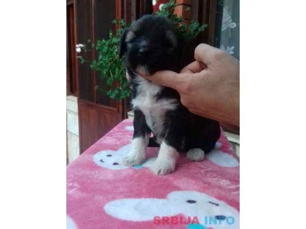 TIBETSKI TERIJER stenci odlicnog inostra