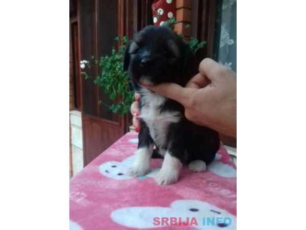 TIBETSKI TERIJER stenci odlicnog inostra