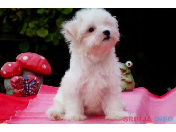 Maltezer musko stene na prodaju