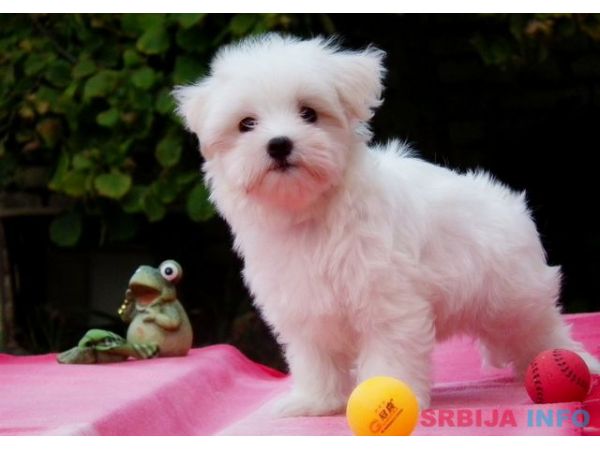 Maltezer musko stene na prodaju