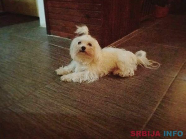 Maltezer musko stene na prodaju