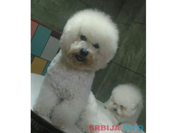 Kovrdžavi bi&scaron;on - parenje 