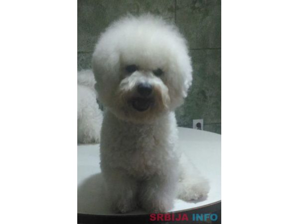 Kovrdžavi bi&scaron;on - parenje 