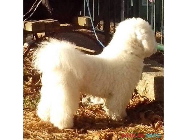 Kovrdžavi bi&scaron;on - parenje 