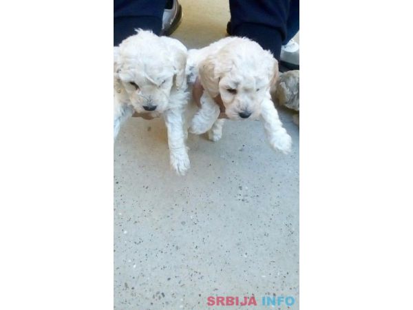 Patuljaste pudle &scaron;tenci