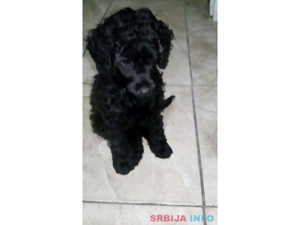 Patuljaste pudle &scaron;tenci