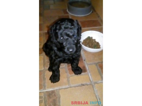 Patuljaste pudle &scaron;tenci