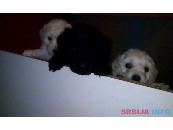 Patuljaste pudle &scaron;tenci