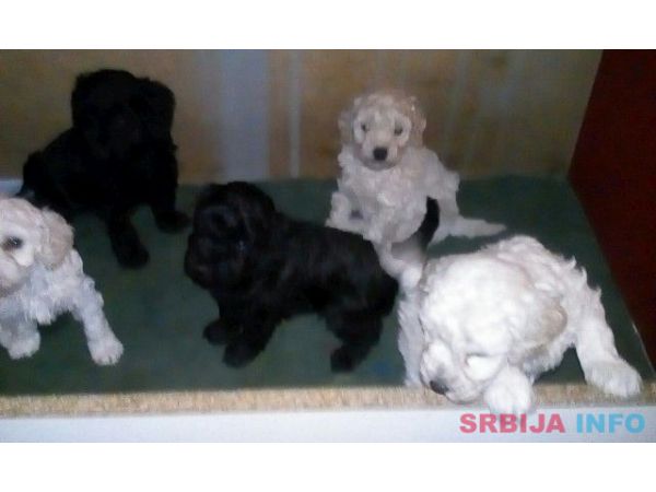 Patuljaste pudle &scaron;tenci