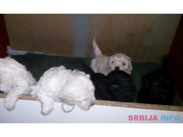 Patuljaste pudle &scaron;tenci