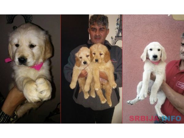 Najlepsi stenci zlatnog retrivera