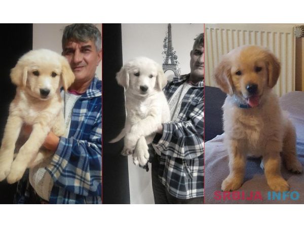 Najlepsi stenci zlatnog retrivera