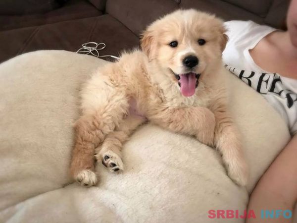 Najlepsi stenci zlatnog retrivera