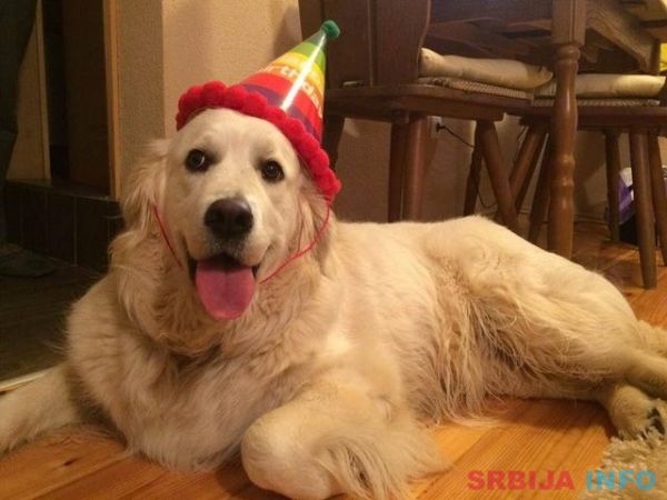 Najlepsi stenci zlatnog retrivera