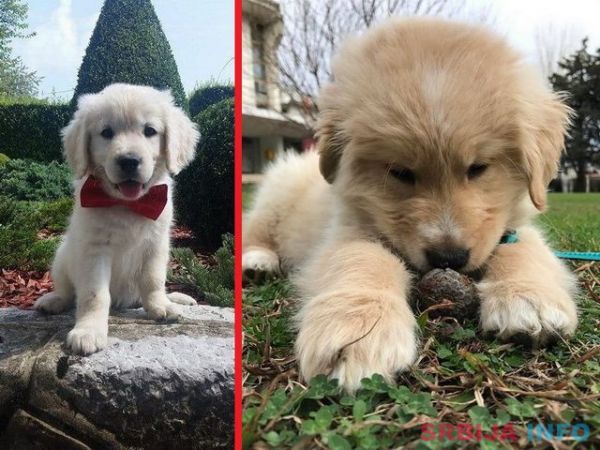 Najlepsi stenci zlatnog retrivera