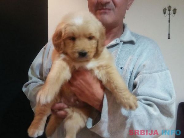 Najlepsi stenci zlatnog retrivera