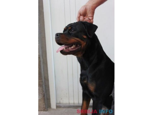 Rotvajler, mlada ženka