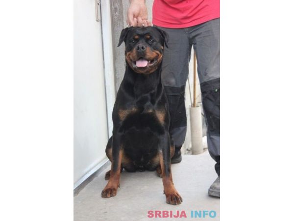 Rotvajler, mlada ženka