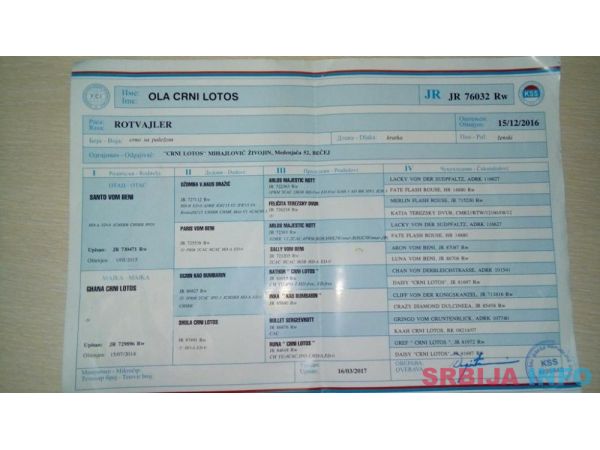 Rotvajler, mlada ženka