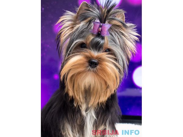 Jork&scaron;irski terijer &scaron;tenci