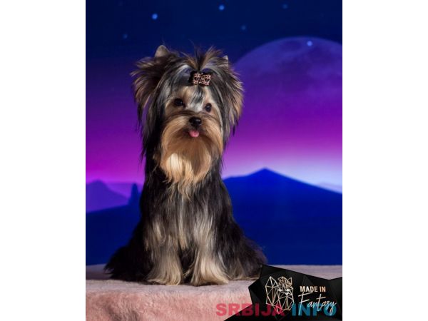 Jork&scaron;irski terijer &scaron;tenci