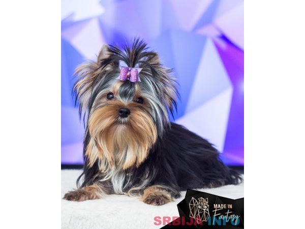 Jork&scaron;irski terijer &scaron;tenci