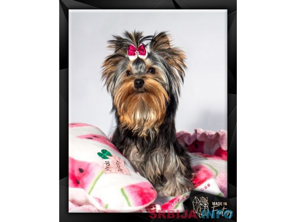 Jork&scaron;irski terijer &scaron;tenci