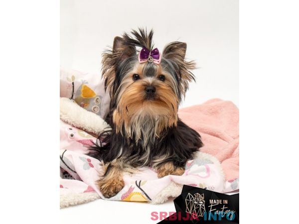 Jork&scaron;irski terijer &scaron;tenci