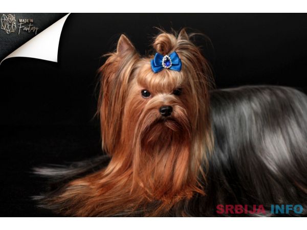 Jork&scaron;irski terijer &scaron;tenci