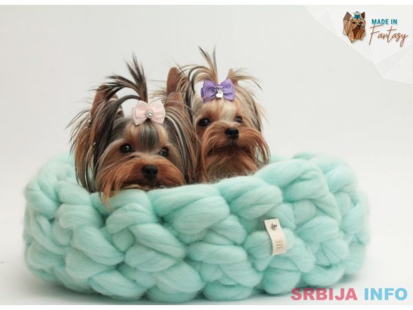 Jork&scaron;irski terijer &scaron;tenci