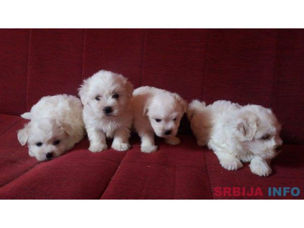 Coton de tulear &scaron;tenci