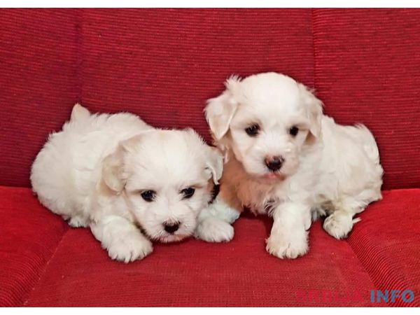 Coton de tulear &scaron;tenci