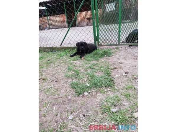 Kane korso &scaron;tenci