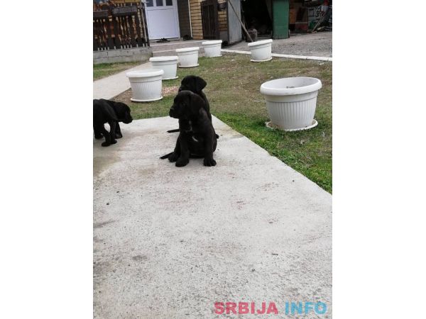 Kane korso &scaron;tenci